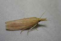 Ematheudes punctella