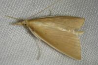 Sclerocona acutella