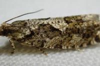 Zeiraphera isertana