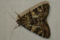 Catocala nymphagoga
