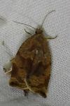 Archips crataegana
