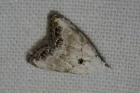 Nola infantula