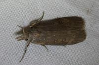Lamoria anella