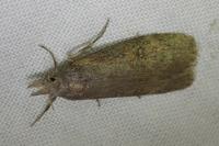 Lamoria anella