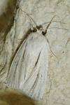 Acronicta albovenosa