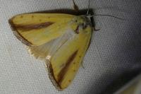 Pardoxia graellsii