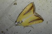Pardoxia graellsii