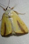 Pardoxia graellsii