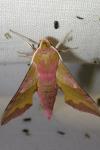 Deilephila porcellus