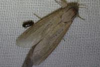 Phragmataecia castaneae