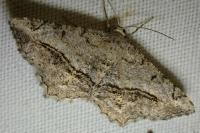 Chiasmia aestimaria