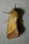 Pyrrhia umbra