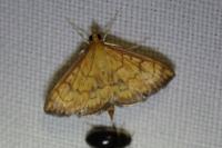 Ecpyrrhorrhoe rubiginalis