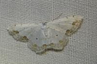 Scopula ornata