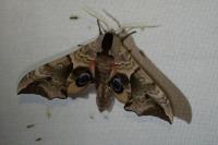 Smerinthus ocellatus ocellatus