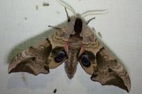 Smerinthus ocellatus ocellatus