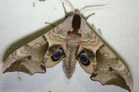 Smerinthus ocellatus ocellatus