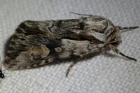 Chloantha hyperici