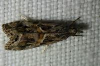 Euchromius cambridgei