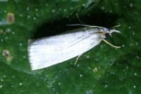 Calamotropha aureliella