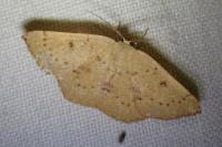 Cyclophora puppillaria