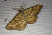 Ematurga atomaria