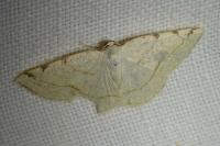Stegania trimaculata