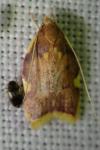 Carcina quercana