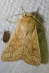 Mythimna vitellina