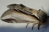 Pheosia tremula