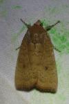 Noctua interjecta
