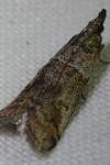 Acrobasis obliqua