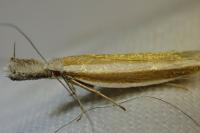 Pleurota aristella