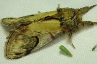 Notodonta ziczac