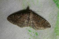 Nycterosea obstipata