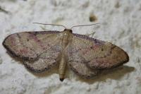 Idaea infirmaria