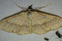 Idaea aversata