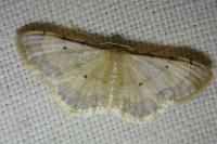 Idaea politaria