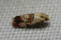 Cochylis millierana
