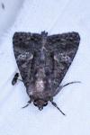 Aedia leucomelas
