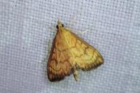 Ecpyrrhorrhoe rubiginalis