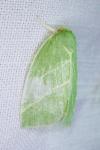 Bena bicolorana