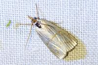 Calamotropha aureliella