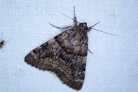 Catocala nymphagoga