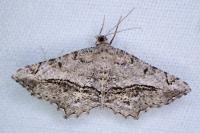 Chiasmia aestimaria