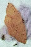 Cyclophora puppillaria