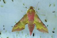 Deilephila porcellus