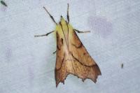 Ennomos alniaria