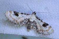 Eupithecia centaureata