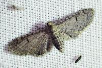 Eupithecia ultimaria